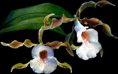 Trichopilia tortilis